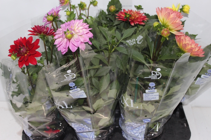 <h4>DAHLIA XXL P15</h4>