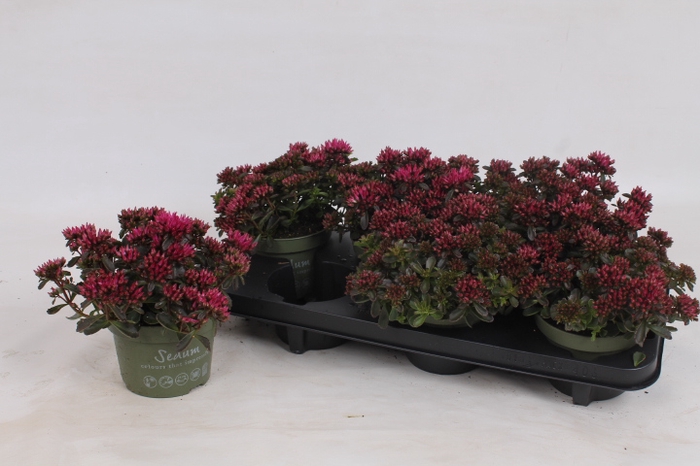 SEDUM SPU SPOT D ROS