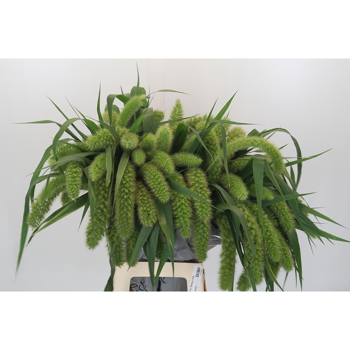 <h4>Setaria Italica Volle Melk</h4>