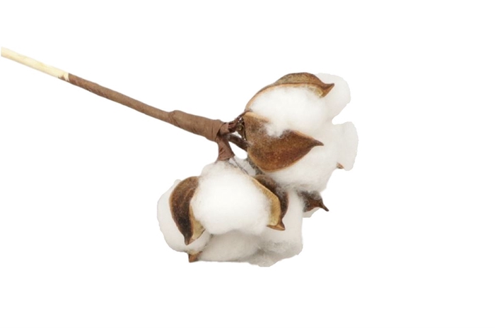 <h4>KATOENBOL OP STOK</h4>