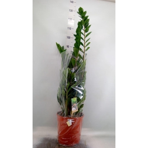 Zamioculcas zamiifolia