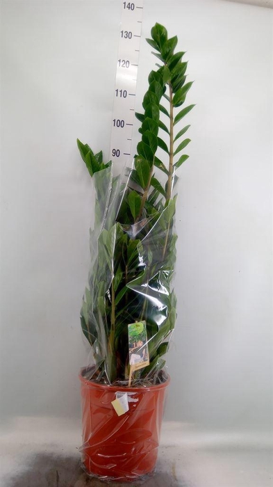 <h4>Zamioculcas zamiifolia</h4>