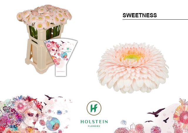 <h4>Germini Pomponi Sweetness Water</h4>