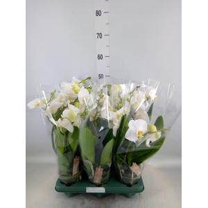 Phalaenopsis  'Spirit White'