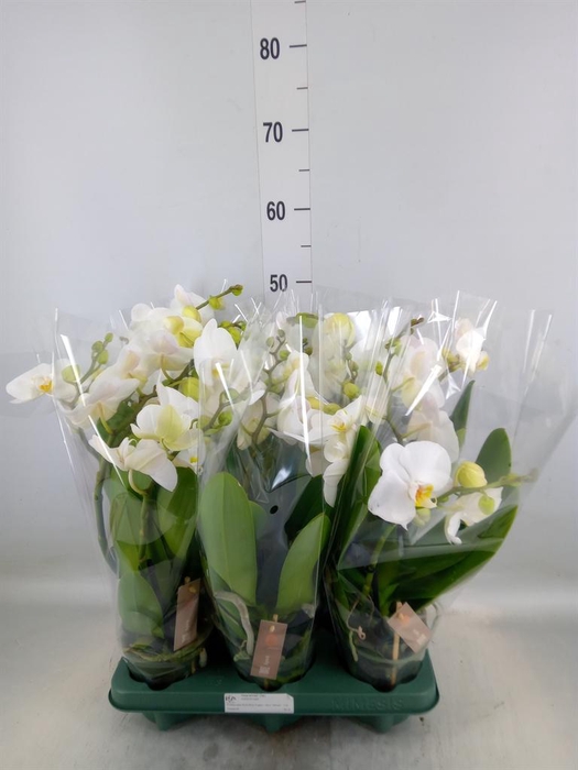 <h4>Phalaenopsis  'Spirit White'</h4>