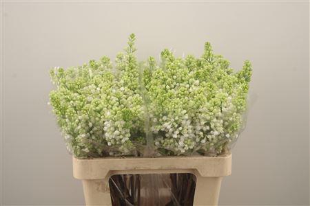 <h4>Syr Stepman White 2+</h4>