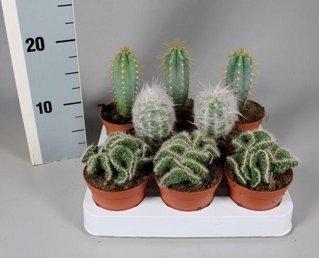 <h4>CACTUS GEM</h4>