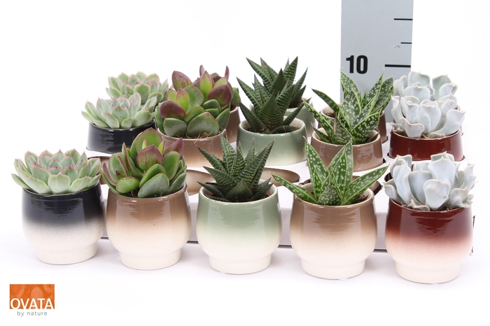 <h4>SUCC GEM 5 SRT</h4>