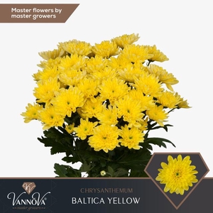 CHR T BALTICA YELLOW