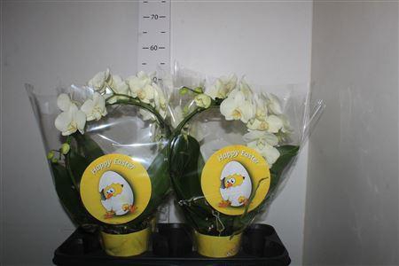 <h4>Phal ** Paint ** Boog Happy Easter 2 Branches 18+</h4>