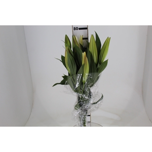 LIRIO ZAMBESI 080 CM HT MIN 2 FLS
