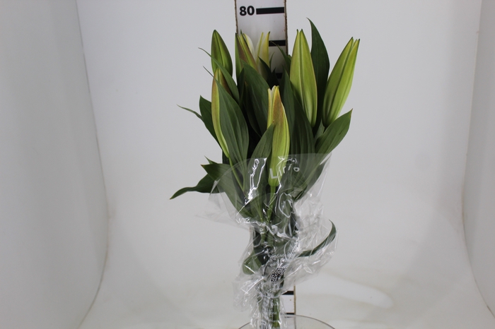 LIRIO ZAMBESI 080 CM HT MIN 2 FLS