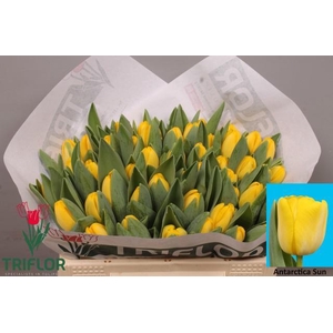 TU EN ANTARCTICA SUN