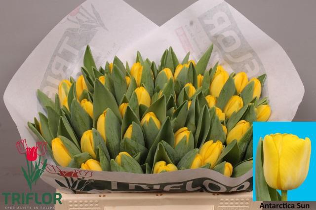 <h4>TU EN ANTARCTICA SUN</h4>