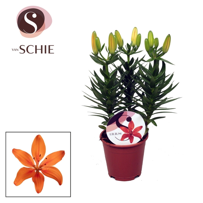 <h4>Lilium Az Matrix Orange 13cm</h4>