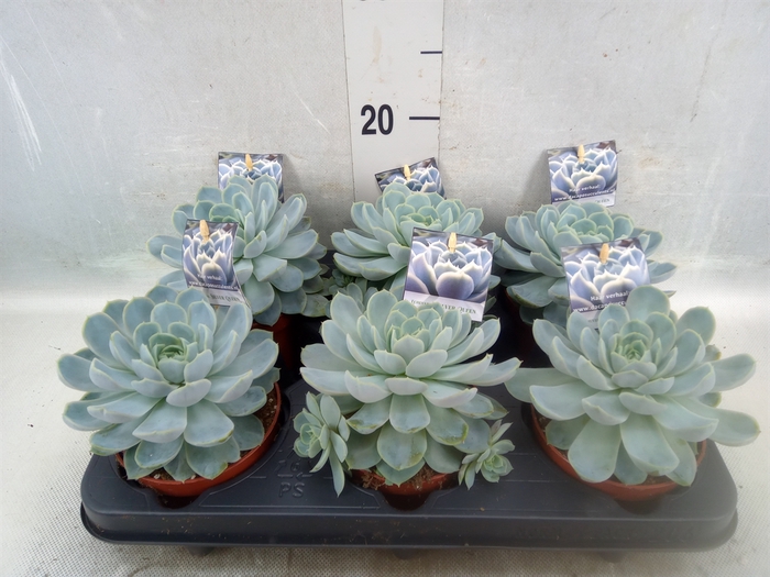 Echeveria   ...