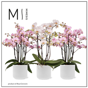 Phalaenopsis Marvellous Love Mix 50+ - 17cm in Atlanta White | Mimesis