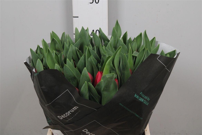 <h4>Tu En Peu De Feu</h4>