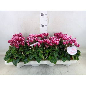 Cyclamen KL 'Odora Fuji WineRed'