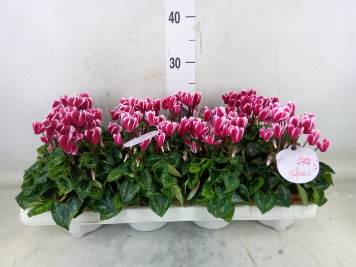 <h4>Cyclamen KL 'Odora Fuji WineRed'</h4>