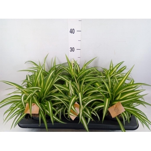 Chlorophytum com. 'Variegatum'