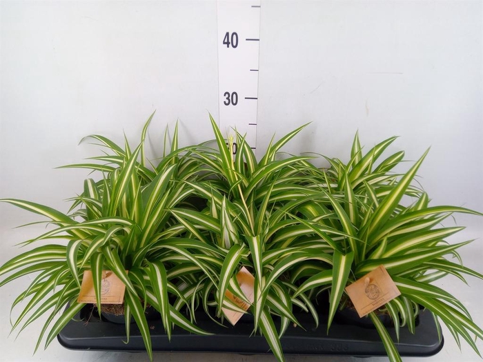 Chlorophytum com. 'Variegatum'