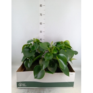 Peperomia polybotrya 'Raindrop'