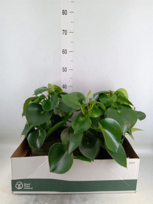 <h4>Peperomia polybotrya 'Raindrop'</h4>