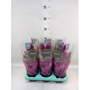 Celosia spic. 'Deep Purple'