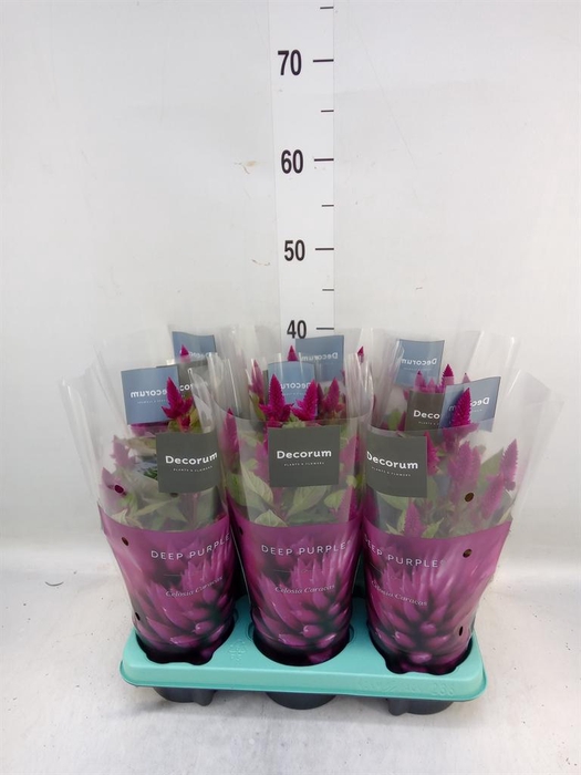 <h4>Celosia spic. 'Deep Purple'</h4>