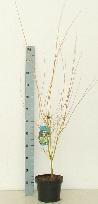 <h4>Acer palmatum 'Bi Hoo' P23 Full CC</h4>