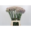 Allium Kenton