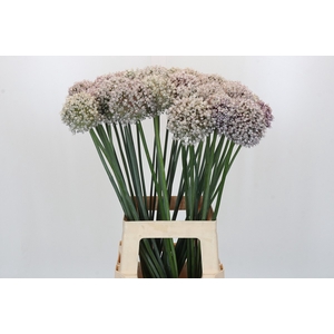Allium Kenton
