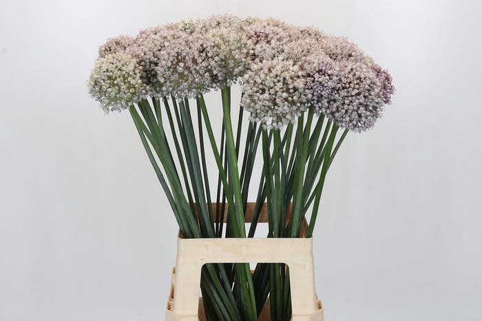 Allium Kenton