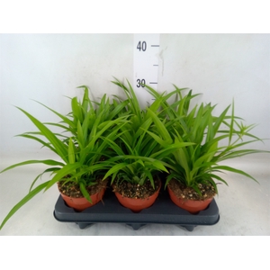 Chlorophytum com. 'Lemon'