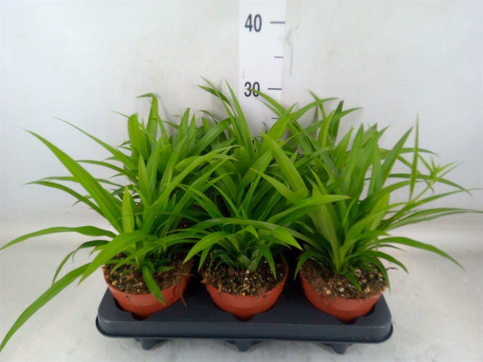 <h4>Chlorophytum com. 'Lemon'</h4>