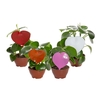 PEPEROMIA POLYBOTRYA RAINDROP C13 TINGIDO VARIADO