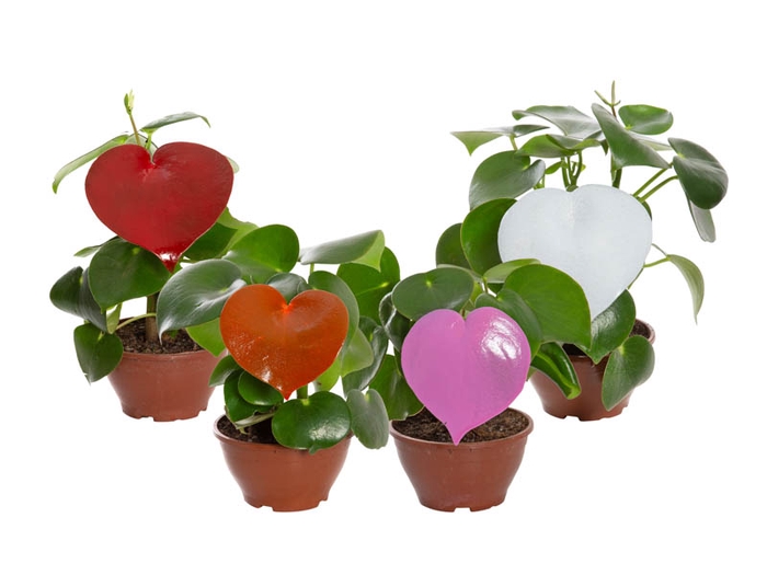 PEPEROMIA POLYBOTRYA RAINDROP C13 TINGIDO VARIADO