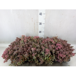 Sedum cauticola 'Lidakense'