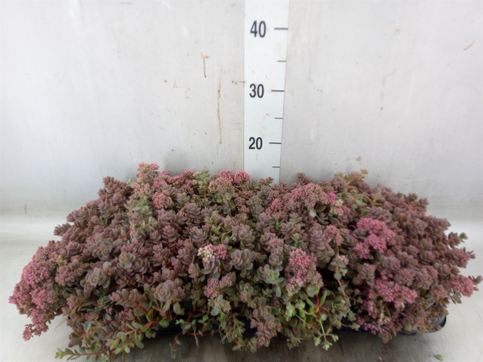 <h4>Sedum cauticola 'Lidakense'</h4>