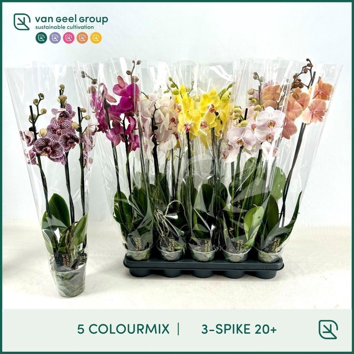 <h4>PHAL GEM 5 KL</h4>