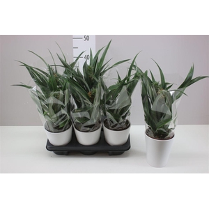 Ananas Rosita Keramiek