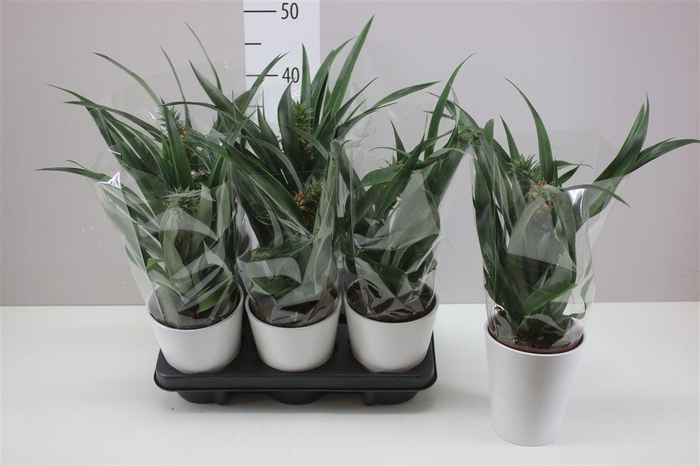 <h4>Ananas Rosita Keramiek</h4>