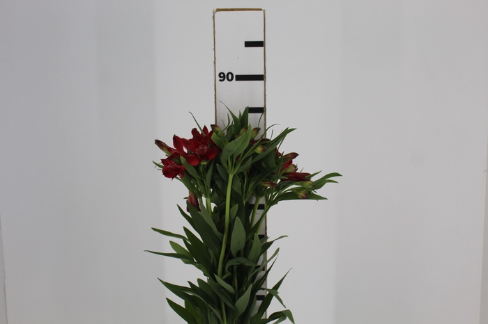 <h4>ALSTROEMERIA ANGELINA 080 CM</h4>