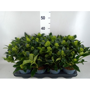 Skimmia jap. 'White Globe'