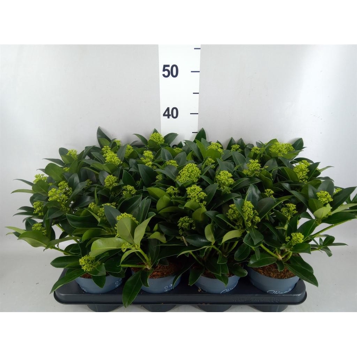 <h4>Skimmia jap. 'White Globe'</h4>