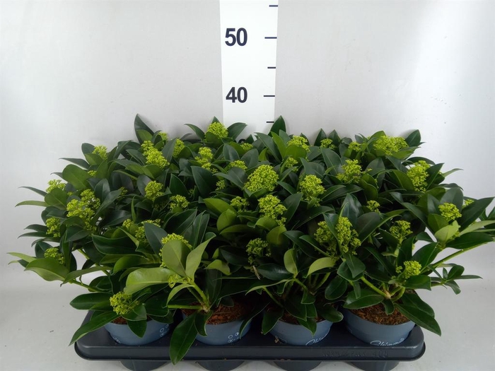Skimmia jap. 'White Globe'