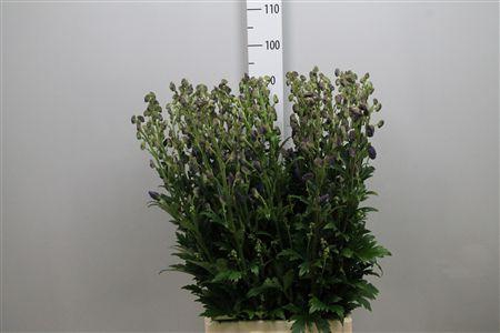 <h4>Aconi Car Arendsii</h4>