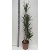 Dra Marginata