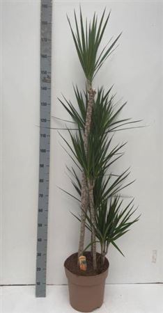 Dra Marginata